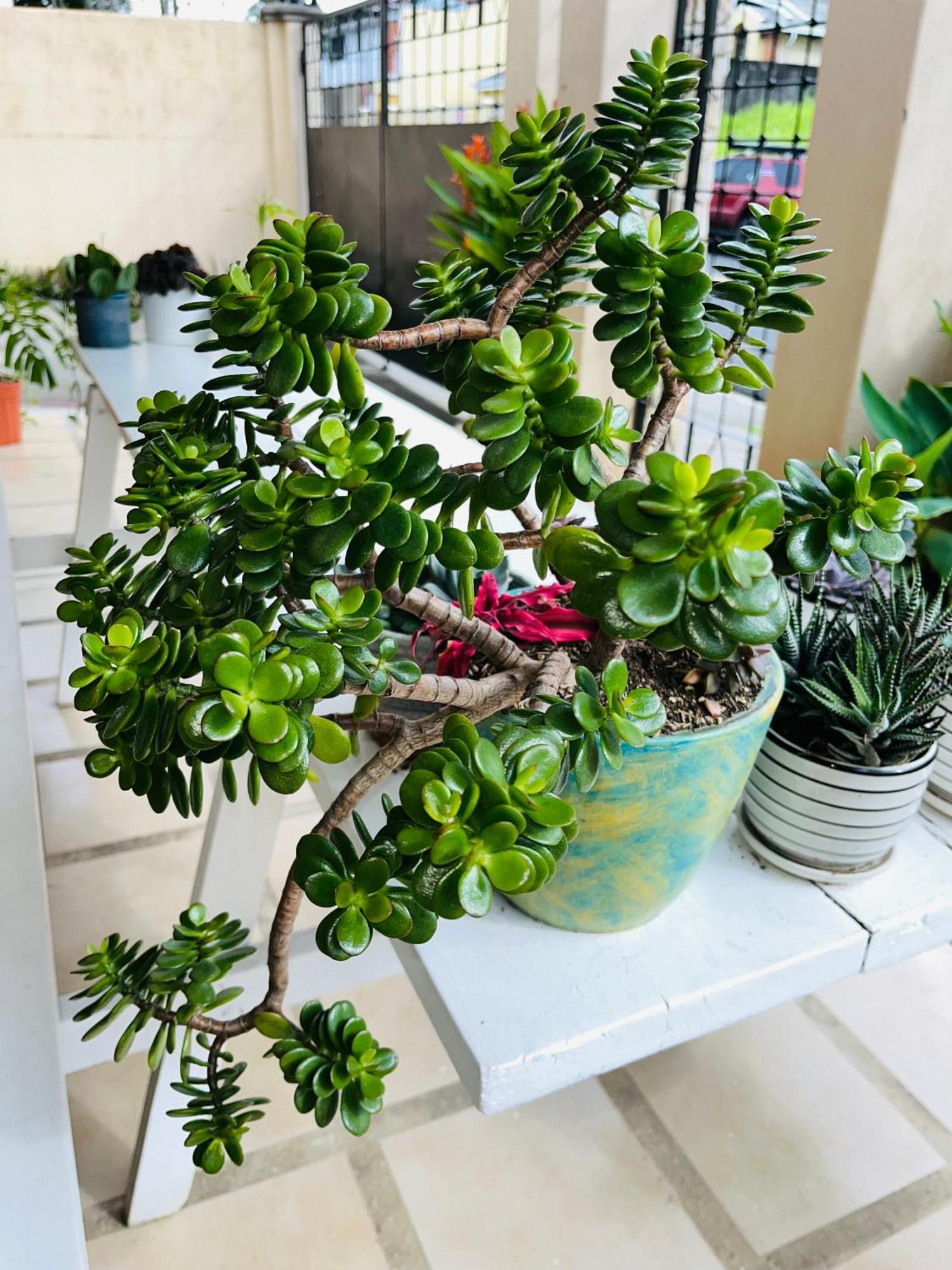 Ester'S Place Escazú Εξωτερικό φωτογραφία